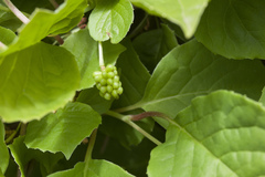 Schisandra chinensis