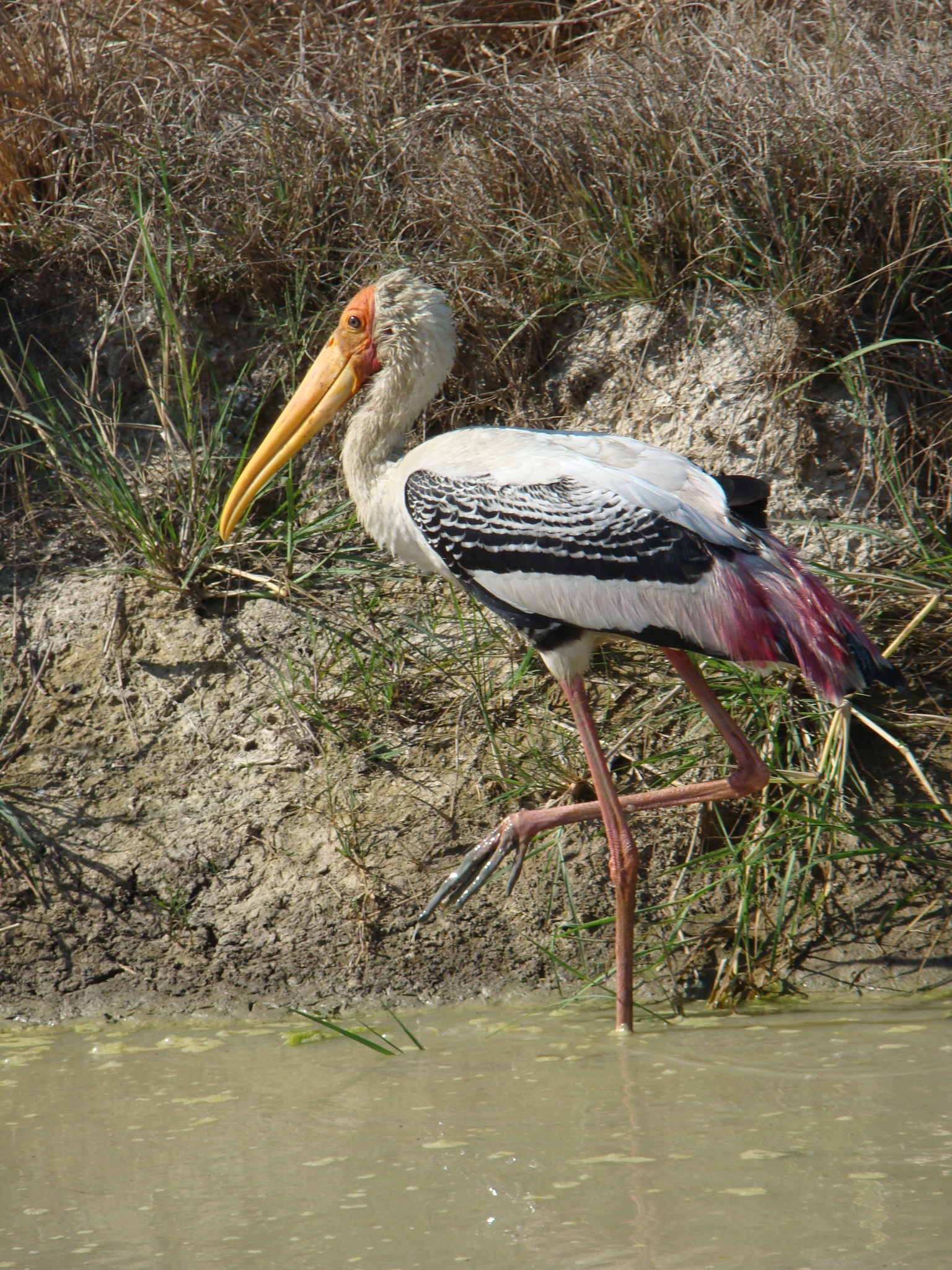 Painted Stork