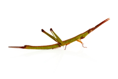 Warramaba grandis