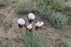 Iris iberica elegantissima