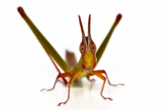 Warramaba grandis