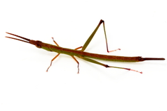 Warramaba grandis