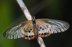 Acraea ranavalona