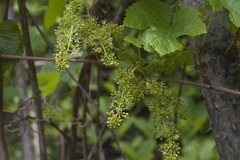 Vitis amurensis