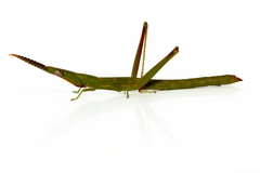Warramaba grandis