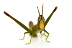 Warramaba grandis