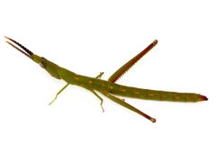 Warramaba grandis