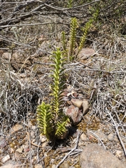 Oedera squarrosa