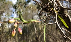 Billardiera cymosa