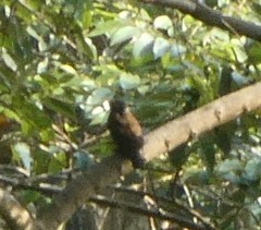 Lybiidae