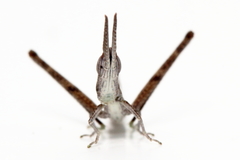 Warramaba grandis
