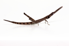 Warramaba grandis
