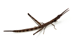 Warramaba grandis