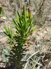 Polygala myrtifolia