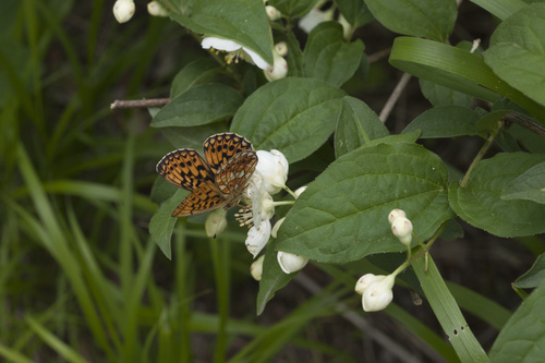 Boloria oscarus