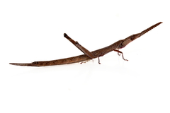 Warramaba grandis
