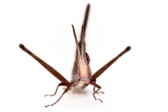 Warramaba grandis