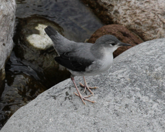 Cinclus mexicanus ardesiacus