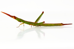 Warramaba grandis