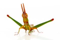 Warramaba grandis