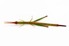 Warramaba grandis