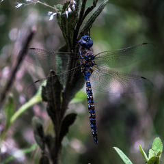 Rhionaeschna multicolor