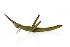 Warramaba ngadju