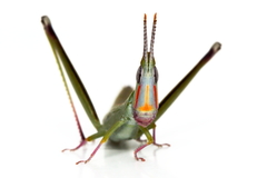 Warramaba ngadju
