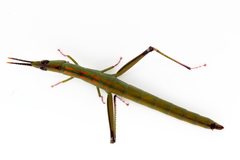 Warramaba ngadju