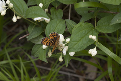 Philadelphus tenuifolius
