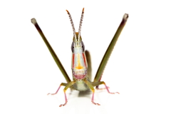 Warramaba ngadju