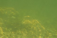 Helotes octolineatus