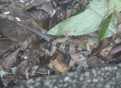 Cyrtodactylus pulchellus