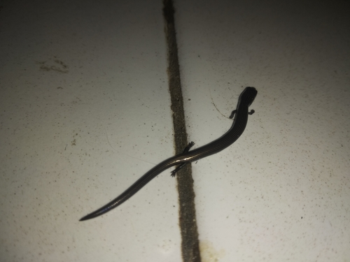 Linnaeus' Writhing Skink, Lygosoma quadrupes