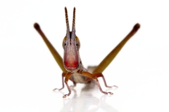 Warramaba grandis