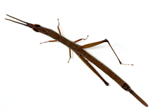 Warramaba grandis