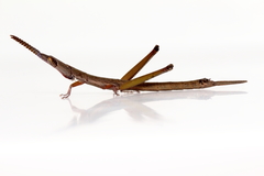 Warramaba grandis