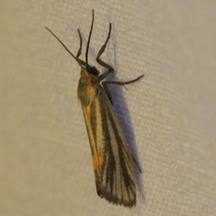 Cisthene striata