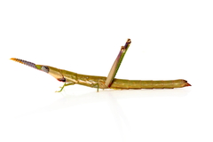 Warramaba grandis
