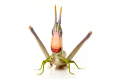 Warramaba grandis