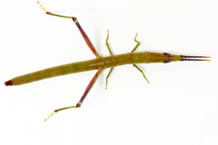 Warramaba grandis
