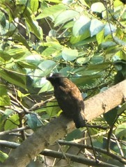 Lybiidae
