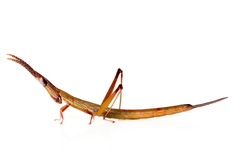 Warramaba whitei