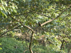 Lybiidae