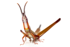 Warramaba whitei