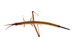 Warramaba whitei