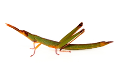 Warramaba flavolineata