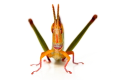 Warramaba flavolineata