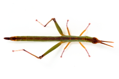 Warramaba flavolineata