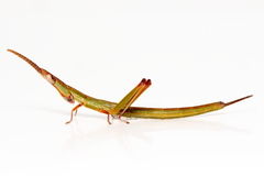 Warramaba whitei